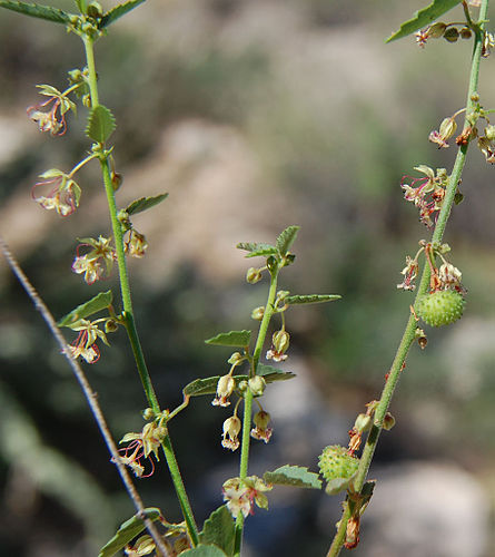 Ayenia compacta